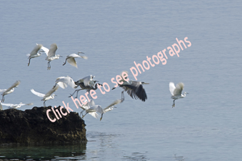 Click here to see photographs of Little Egret