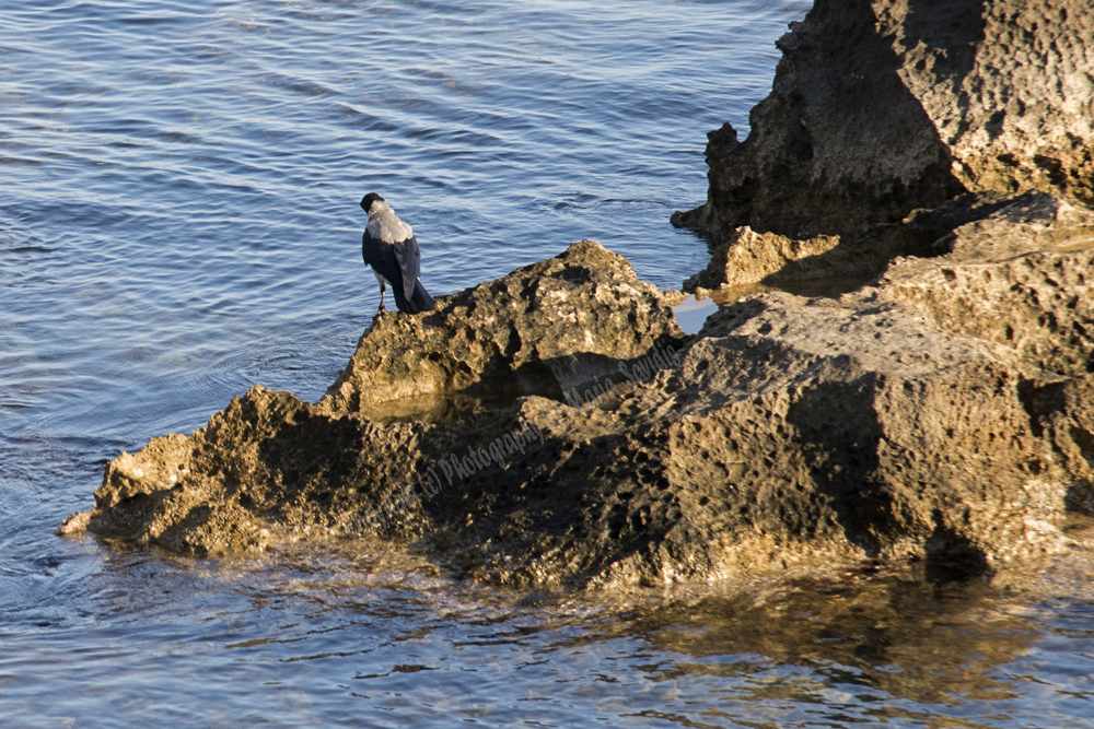 Hooded Crow, Chania, Crete, Greece