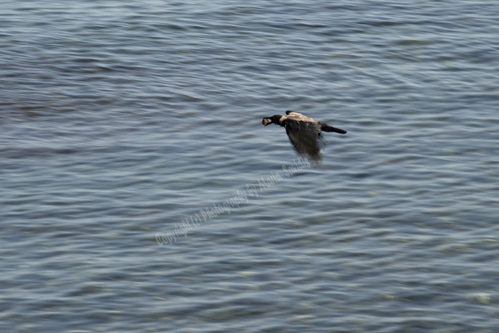 Hooded Crow, Chania, Crete, Greece