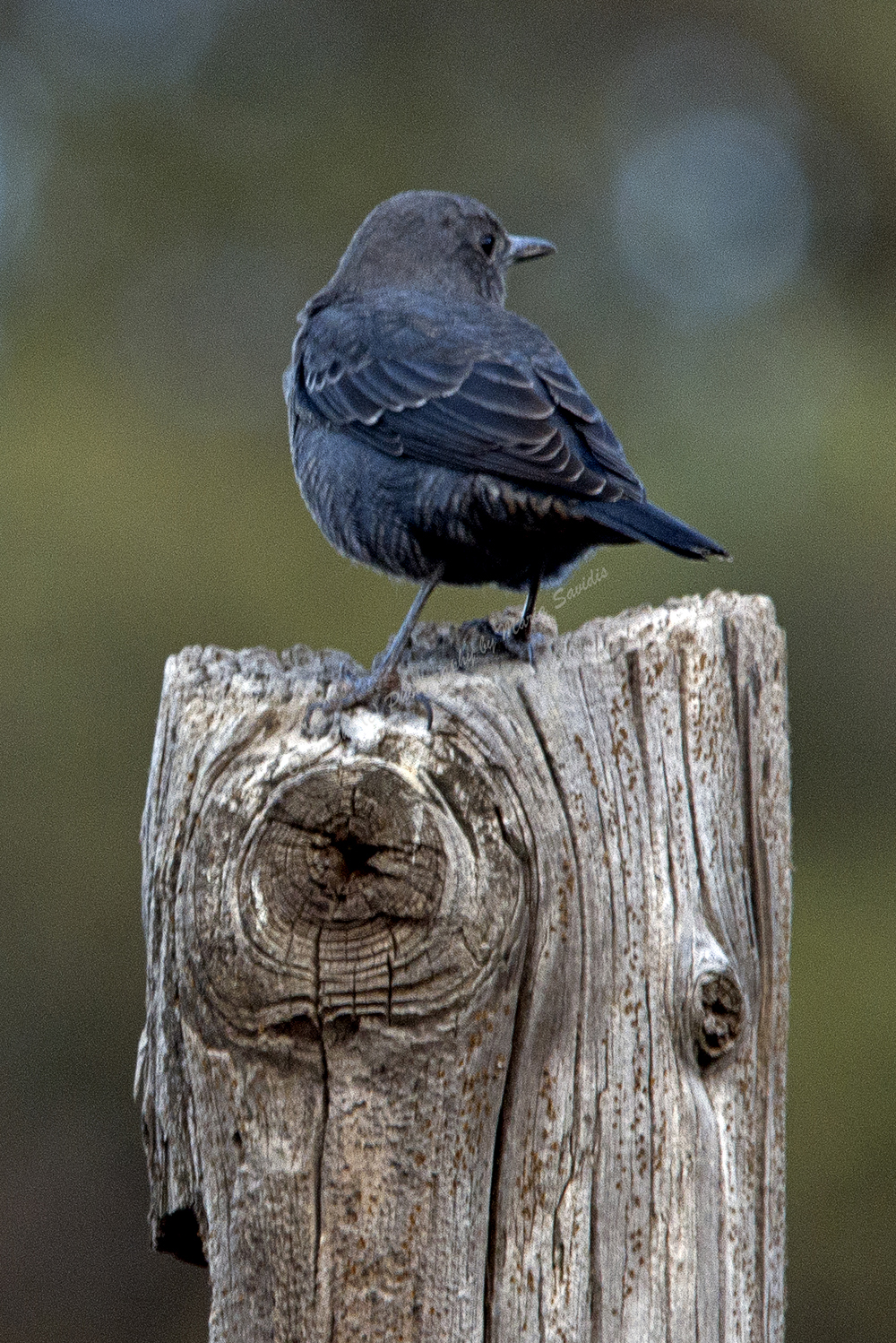 Blue-Rock Thrush Chat, Elefonisi, Chania Region, Crete, Greece, 2017