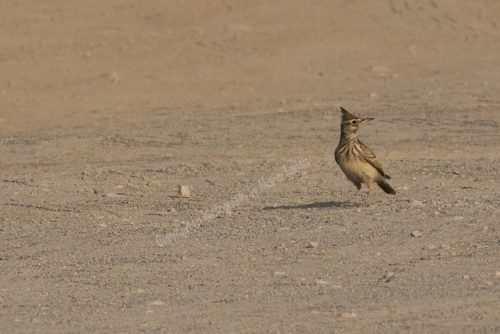 Elefonisi, Chania Region, Cretee, Greece, Crested Lark