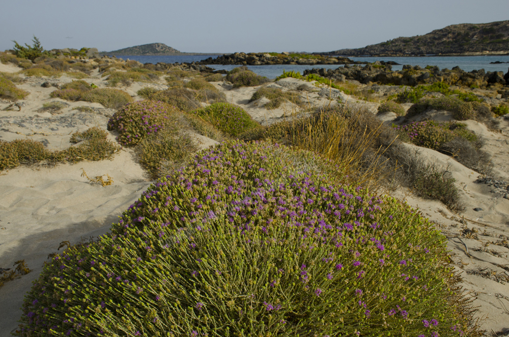 Elefonisi Beach, Chania Nomos, Crete, Greece, 2017