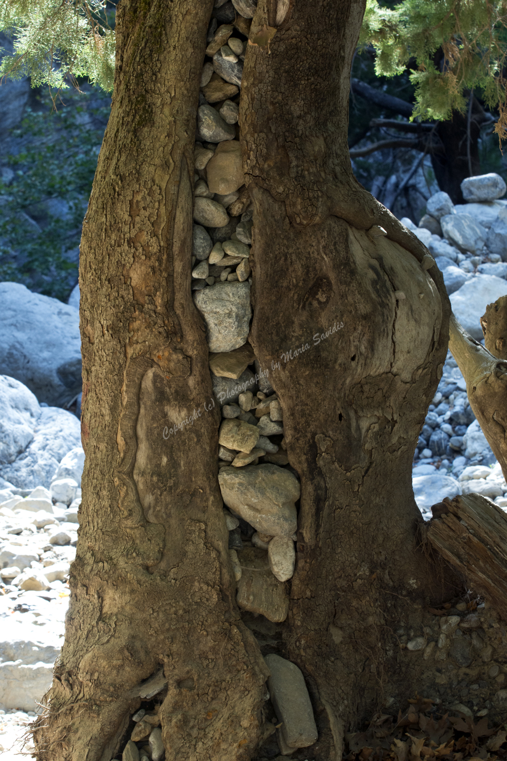 Samaria Gorge, Chania Nomos, Crete, Greece 2017