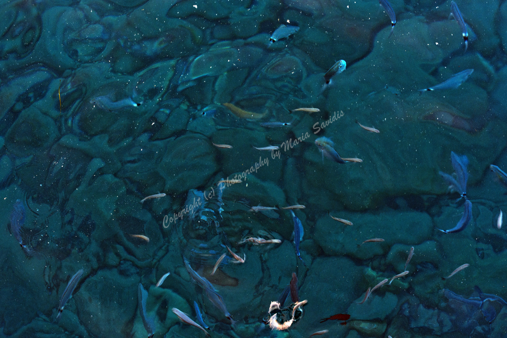 Samaria Gorge, Chania Nomos, Crete, Greece 2017