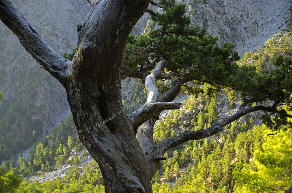 Samaria Gorge, Chania Nomos, Crete, Greece 2017