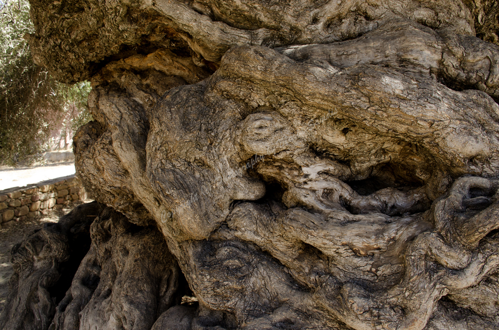 Vouves, Chania Nomos, Crete, Greece 2017