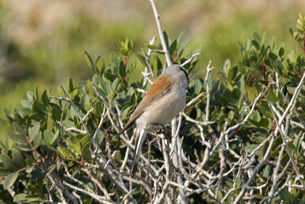 Red-backed Shrike, Vai, Crete, Greece