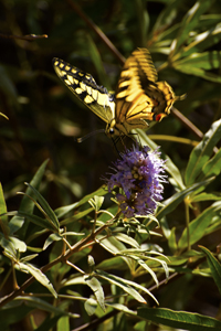 Zakros, Lassithi Nomos, Crete 2017-71D -5713, Papilio Machaon (Old World Swallowtail)