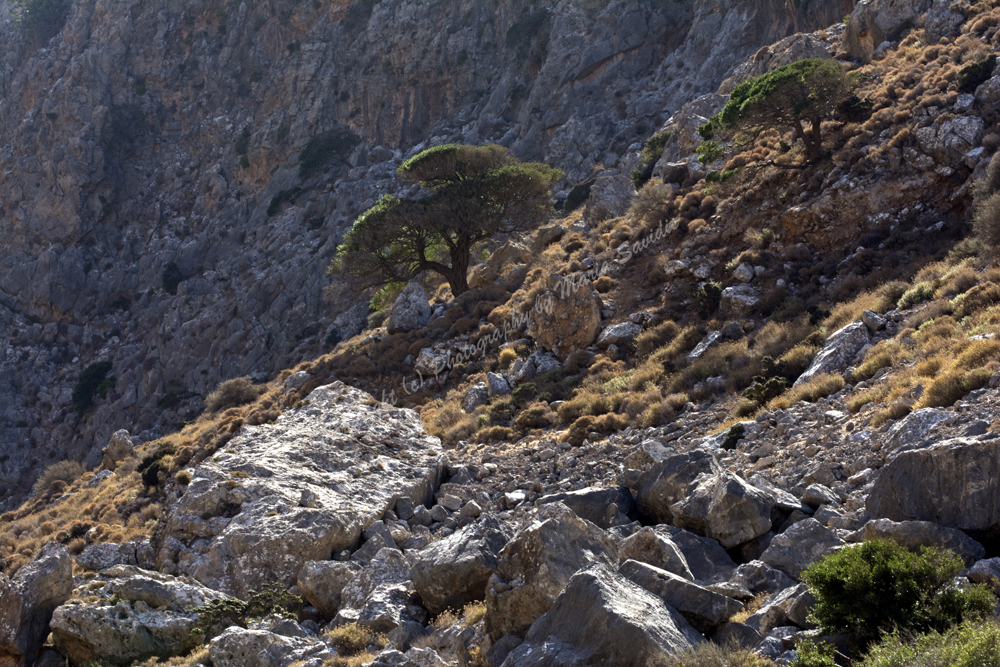 Zakros, Lassithi Nomos, Crete, Greece, 2017