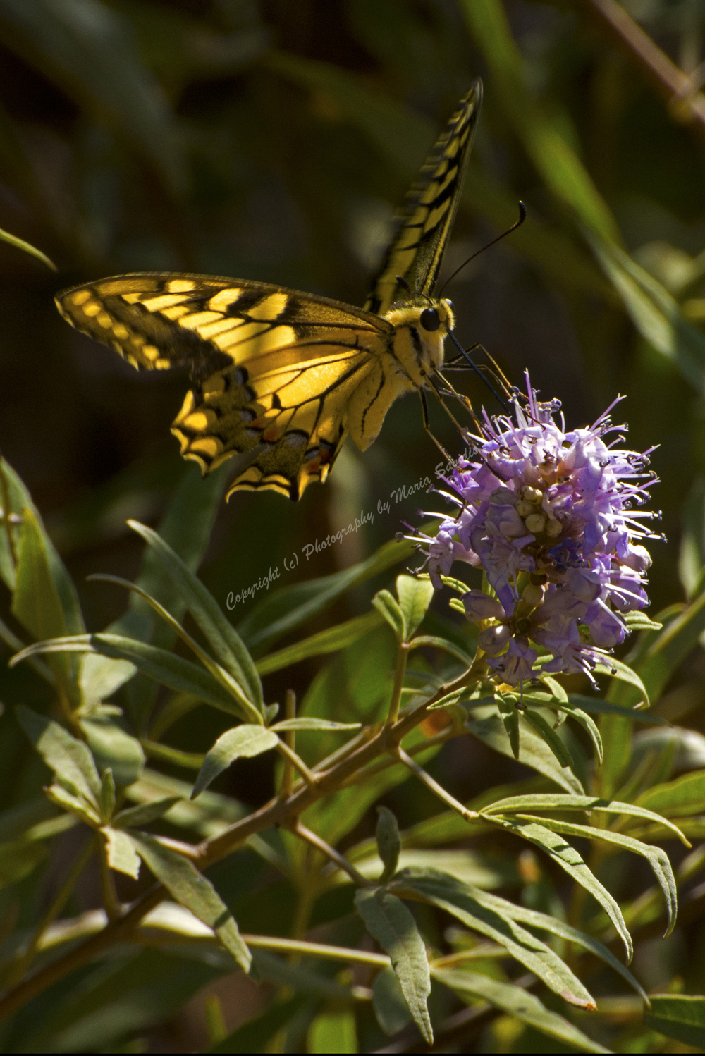 Butterfly