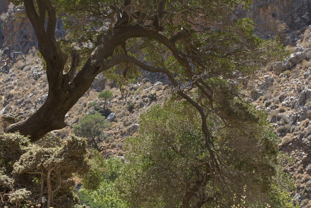 Zakros, Lassithi Nomos, Crete, Greece, 2017