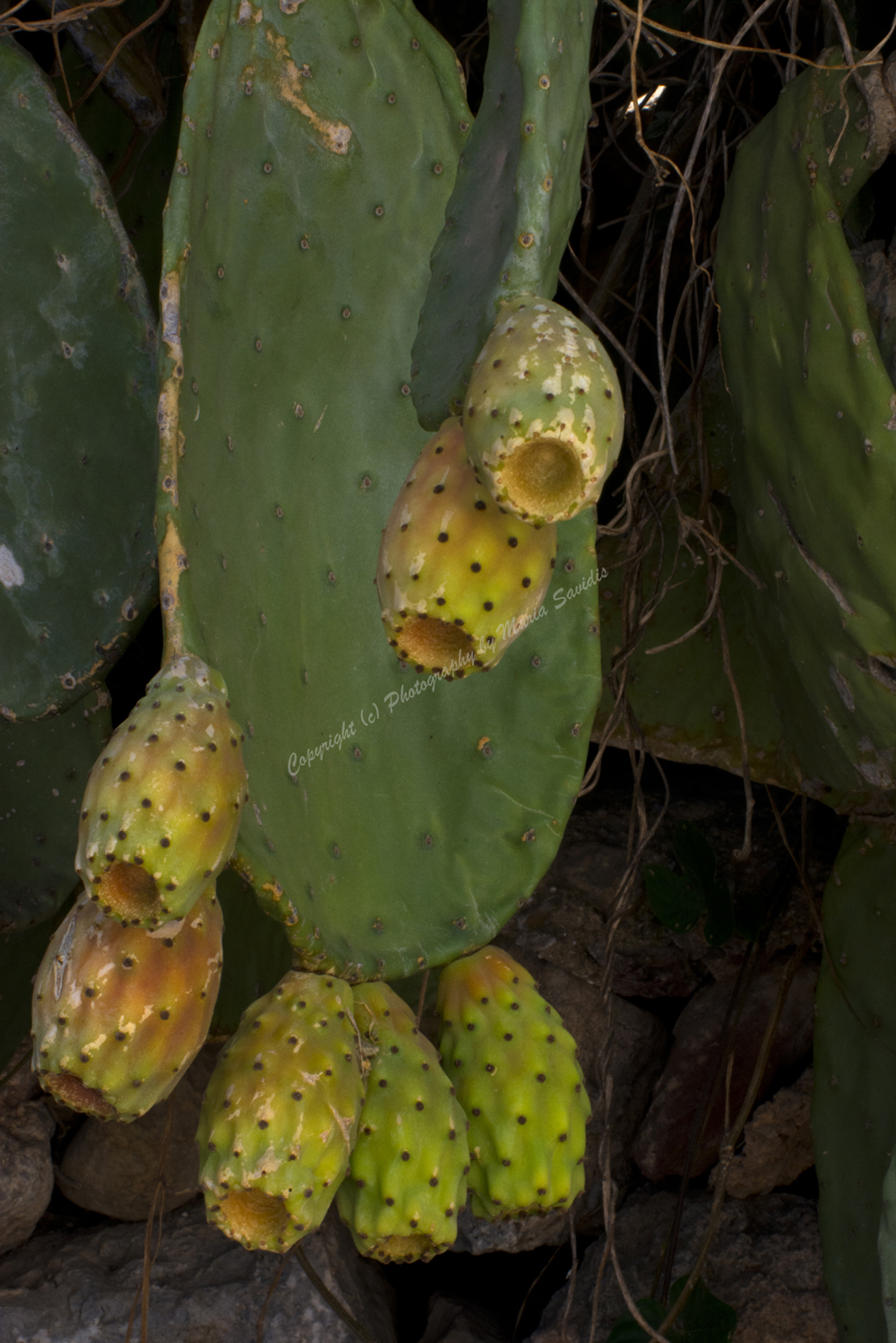 Zakros, Lassithi Nomos, Crete, Greece, 2017