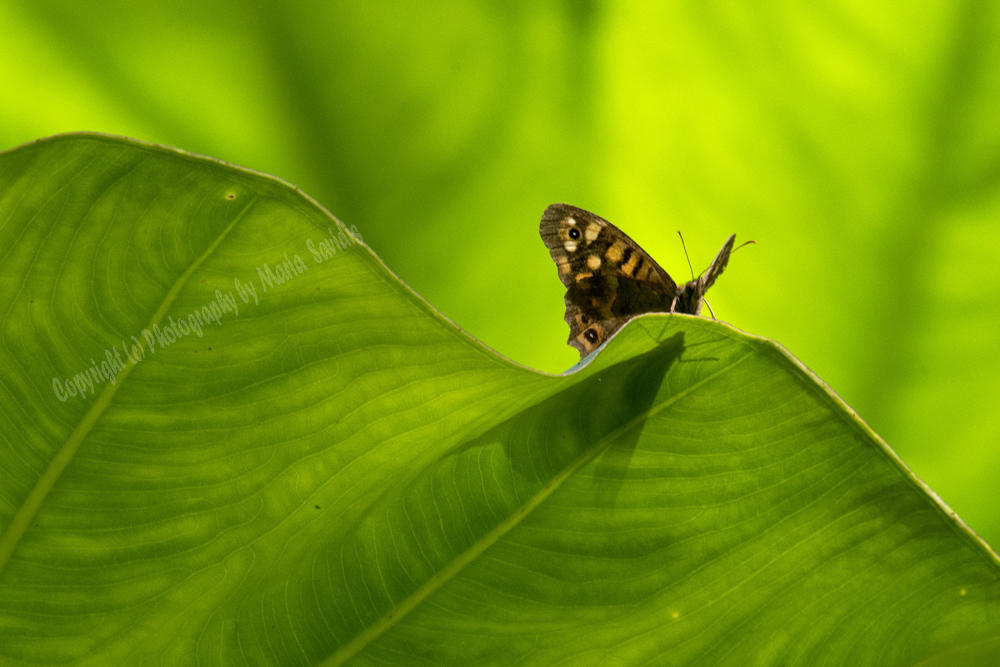 Butterfly