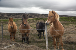 Click here to see photographs of Budardalur, Western Region, Iceland