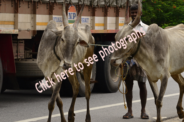 Click here to see photographs of India's animals