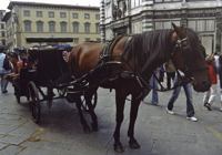 Florence3217