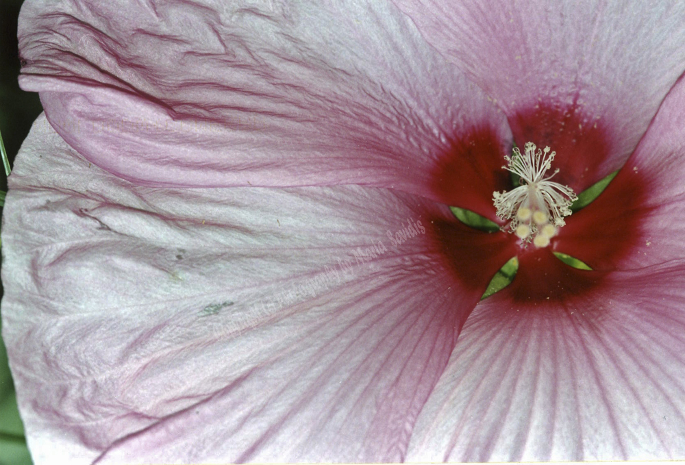 Florence, Tuscany Region, Italy