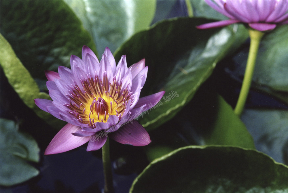 Florence, Tuscany Region, Italy