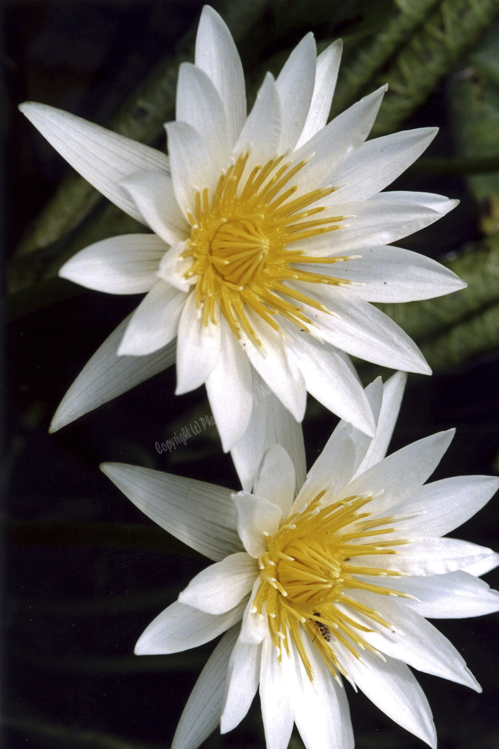 Florence, Tuscany Region, Italy