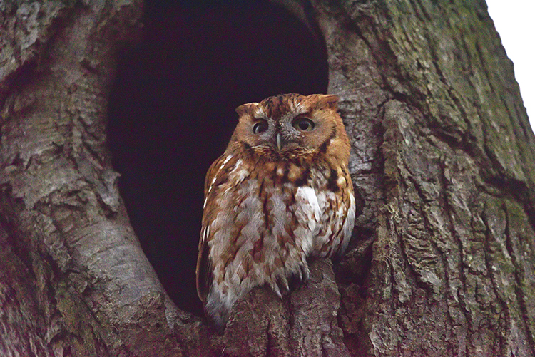 Red Morph Eastern Screech Owl, Monmouth County, NJ