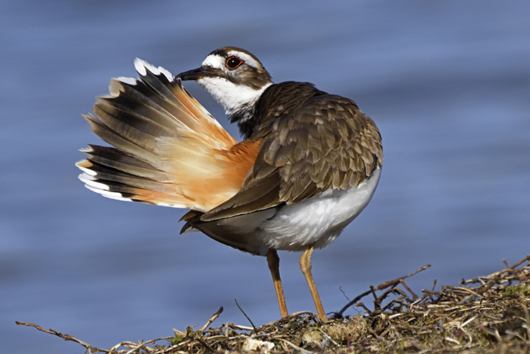 Killdear Fluffing its Feathers, Point Pleasant, NJ