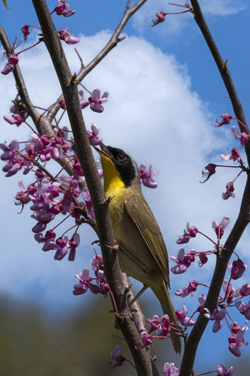 Springtime Serenade, Edwin B Forsythe National Wildlife Preserve, Galloway, NJ 2021 