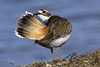 Killdeer Fluffing its Feathers, Point Pleasant, NJ