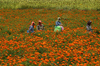 01-The Marigold Pickers- India