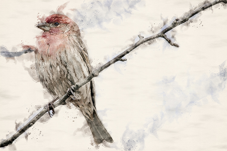 "Watercolorizzed" House Finch