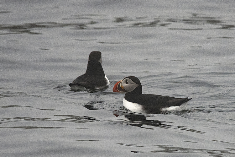 Two Atlantic Puffin, Egg Rock Island, Muscongus Bay, Maine 2021