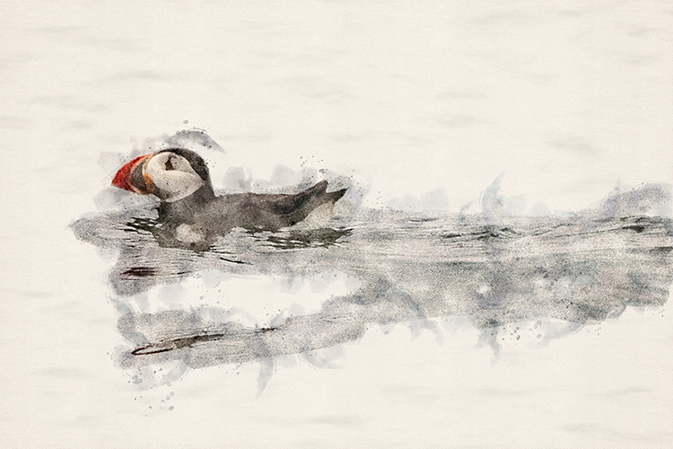 Two Atlantic Puffin, Egg Rock Island, Muscongus Bay, Maine 2021