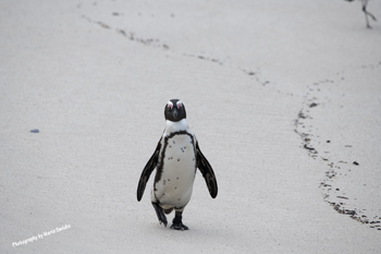 South African Penguins and Wildlife at Bolders Beach