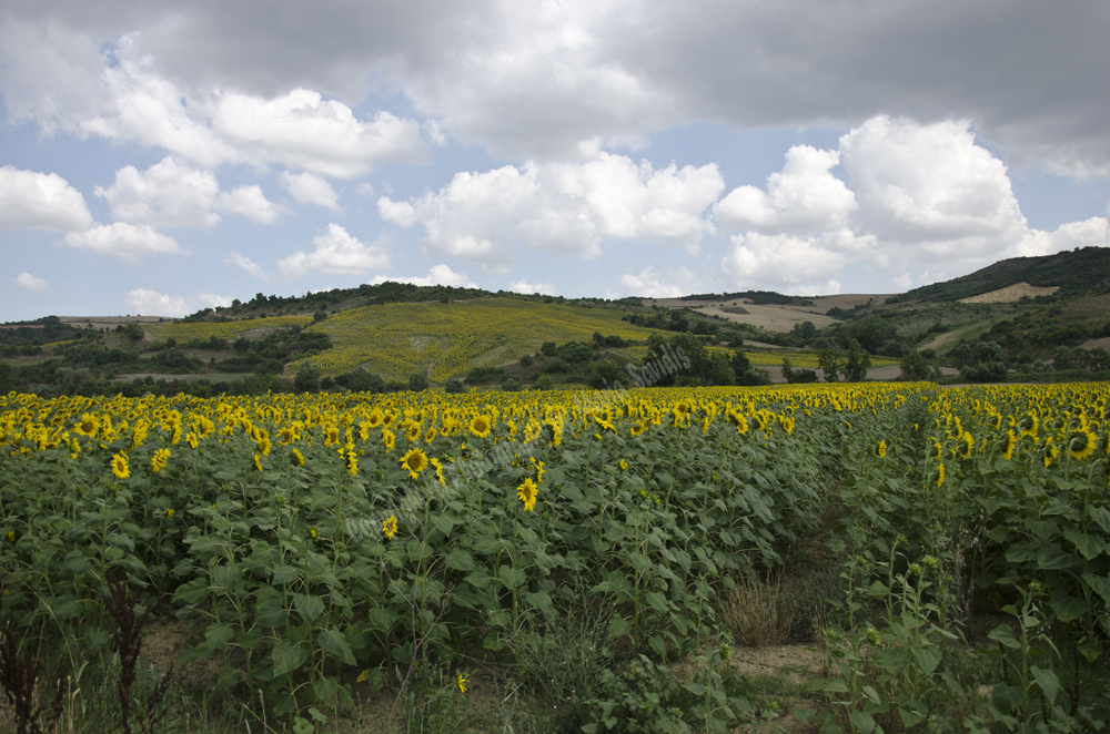 Tsanaktsi, Tekirdag, Turkey