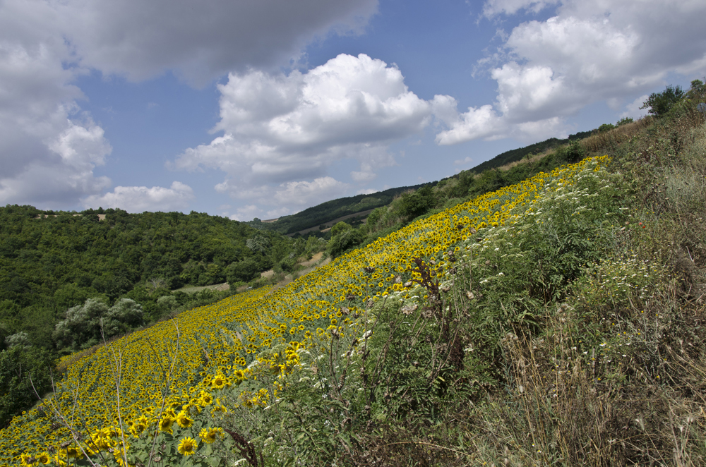 Tsanaktsi, Tekirdag, Turkey