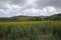 Tsanaktsi, Tekirdag, Turkey 9598