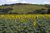 Photographs of Tsanaktsi (Canakci)