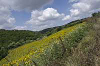 Tsanaktsi, Tekirdag, Turkey 9621