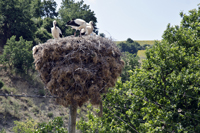 Tsanaktsi, Tekirdag, Turkey 9641