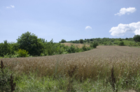 Tsanaktsi, Tekirdag, Turkey 9651