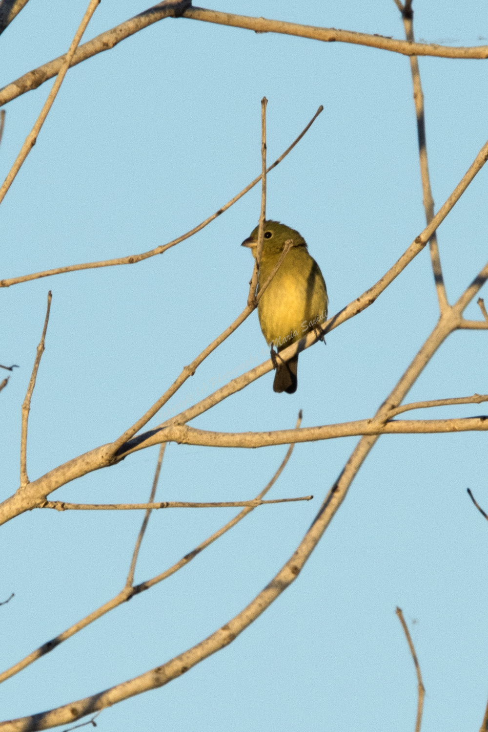 Female Painted Bunting