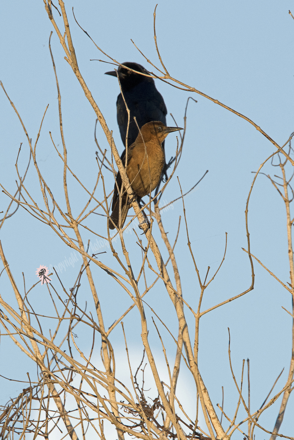 Boat-tailed Grackle