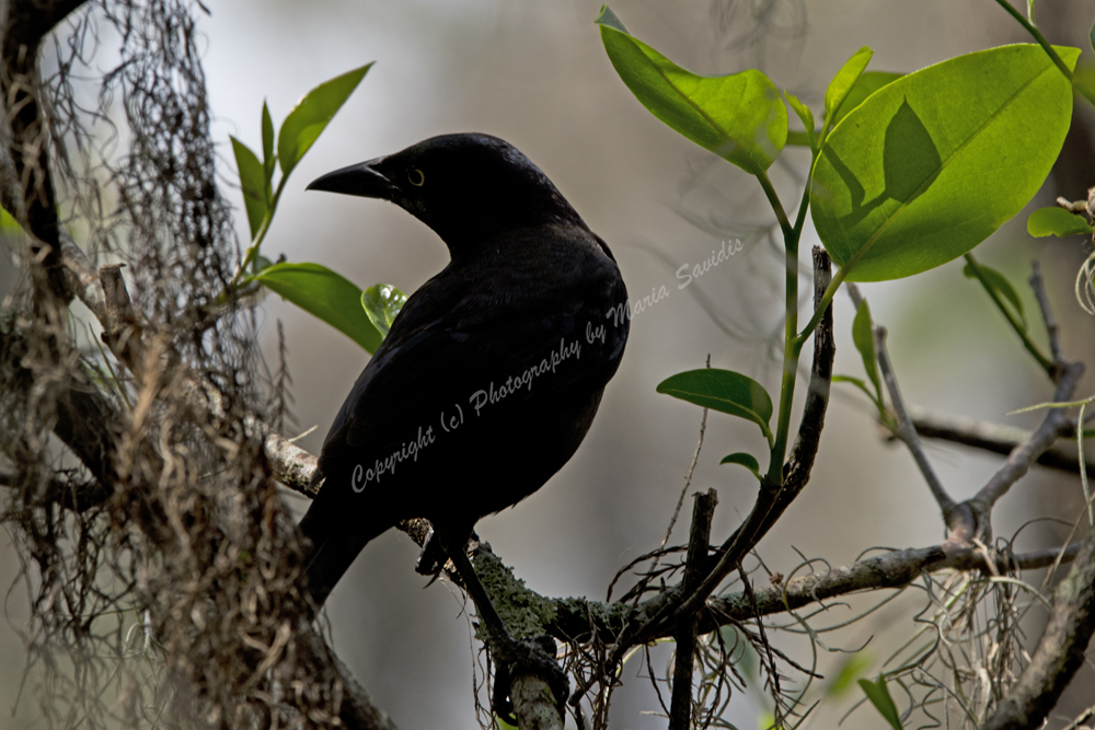 Fish Crow, Arthur B Miller Wildlife Refuge, Boyton Beach, Florida, 2018