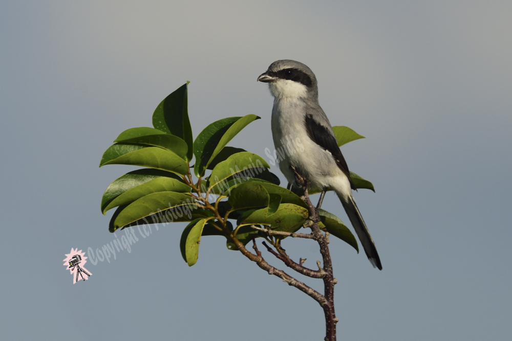 Sebastian, FL 2018-DSC-2456, Loggerhead Shrike