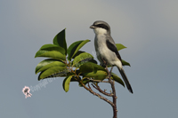 Arthur B Marshall Loxahatchee National Wildlife Preserve, Boyton Beach, FL 2018-8ds-9387, Loggerhead Shrike