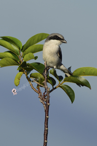 Arthur B Marshall Loxahatchee National Wildlife Preserve, Boyton Beach, FL 2018-8ds-9400, Loggerhead Shrike