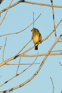 Arthur B Miller Loxahatchee National Wildlife Refuge, Boyton Beach, FL 2018-DSC-1671, Female Painted Bunting