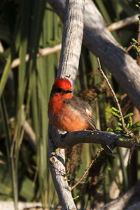 Arthur B Marshall Loxahatchee National Wildlife Refuge, Boyton Beach, Florida DSC-1745 Vermilion Flycatcher