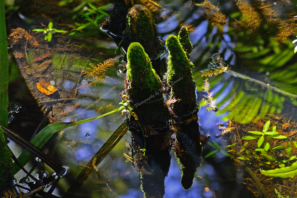 Fern Forest, Davies, Florida, Sept 2018, 