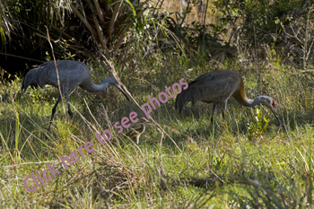 Click here to see photographs of Crane by Maria Savidis