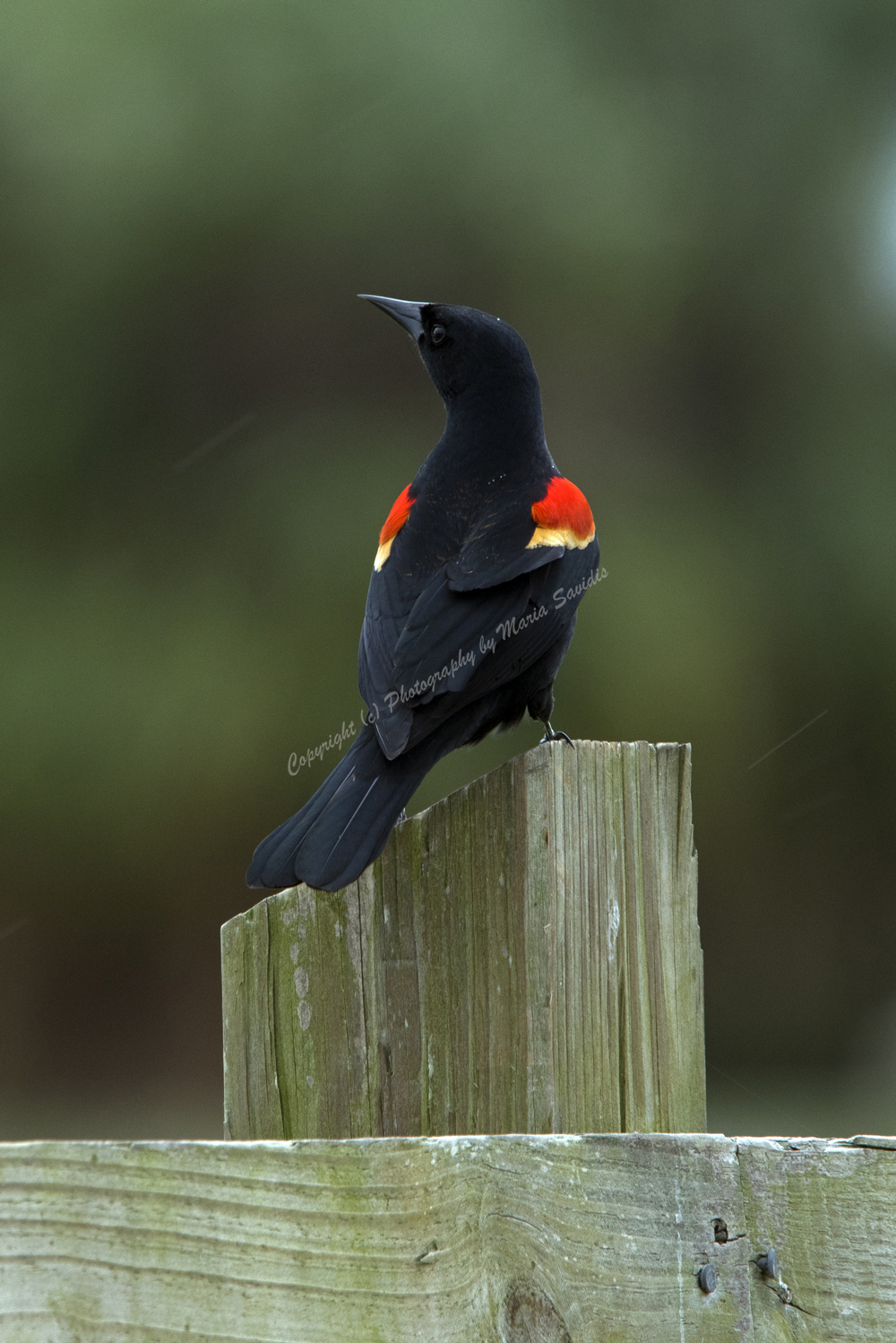 Male Red-Winged Blackbird, Jupiter, FL 2018